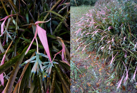 [Two photos spliced together. On the left is a close view of what appears to be a bloom. It consists of one long kite-shaped purple-pink petal with a purple stem from which green long thin rectangular leaves hang. On the right is a zoomed out view of a long line of this plant which sort of forms a wispy hedge of sorts. The plant is rather floppy like a tall grass and is approximately three feet high.]